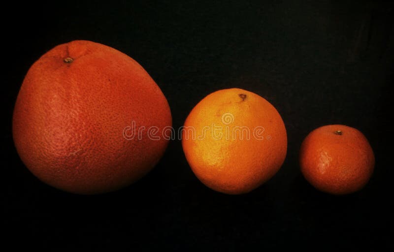 Frutos do inverno ilustração royalty free Frutos do inverno ilustração royalty free
