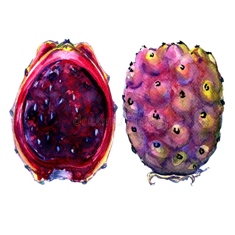 Frutos do Opuntia ficus-indica, peras vermelhas do cacto no branco ilustração royalty free Frutos do Opuntia ficus-indica, peras vermelhas do cacto no branco ilustração royalty free