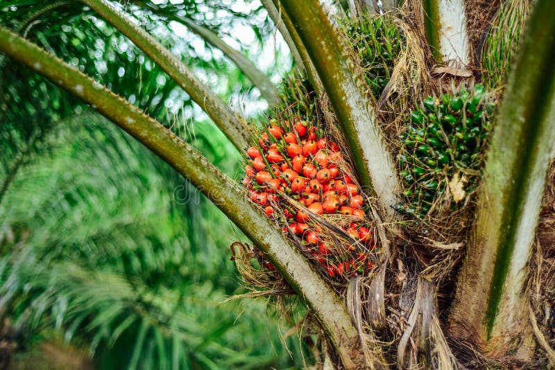 Frutos maduros da palmeira do óleo, amadurecido inteiramente, amadurecida imagens de stock Frutos maduros da palmeira do óleo, amadurecido inteiramente, amadurecida imagens de stock