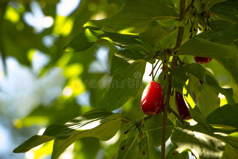 Frutos maduros do mas do Cornus das cerejas de cornalina como um fundo foto de stock royalty free Frutos maduros do mas do Cornus das cerejas de cornalina como um fundo foto de stock royalty free