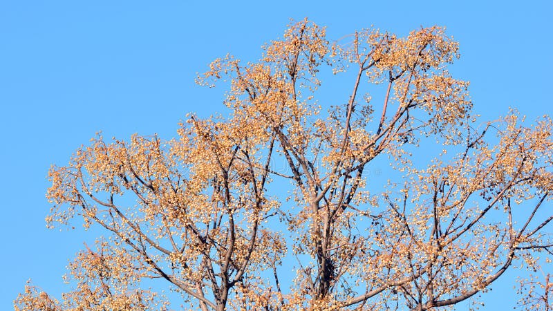 Fruits on the branches of the paradise tree in winter, melia azedarach. Fruits on the branches of the paradise tree in winter, melia azedarach