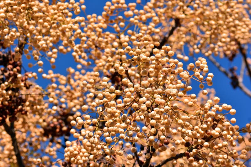 Fruits on the branches of the paradise tree in winter, melia azedarach. Fruits on the branches of the paradise tree in winter, melia azedarach