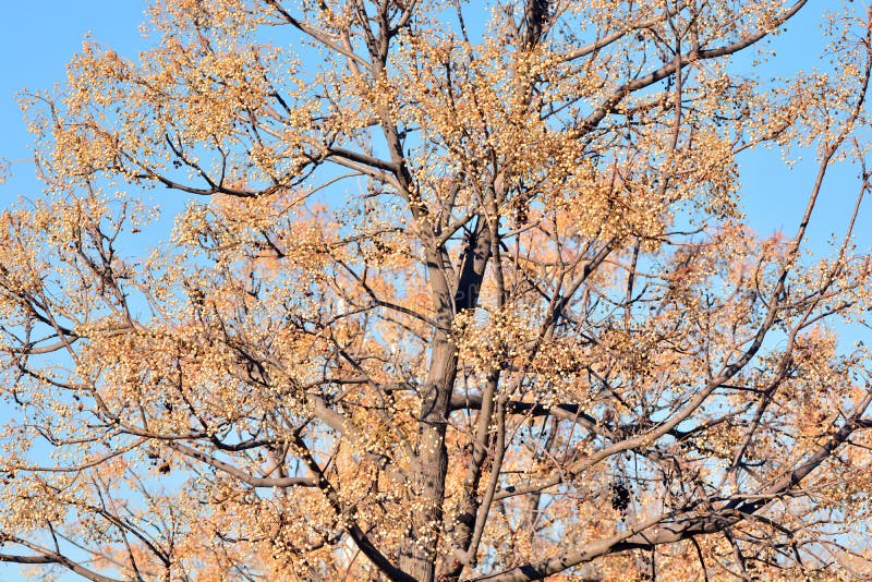 Fruits on the branches of the paradise tree in winter, melia azedarach. Fruits on the branches of the paradise tree in winter, melia azedarach