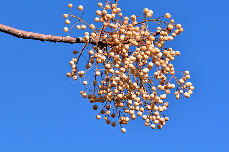 Fruits on the branches of the paradise tree in winter, melia azedarach. Fruits on the branches of the paradise tree in winter, melia azedarach