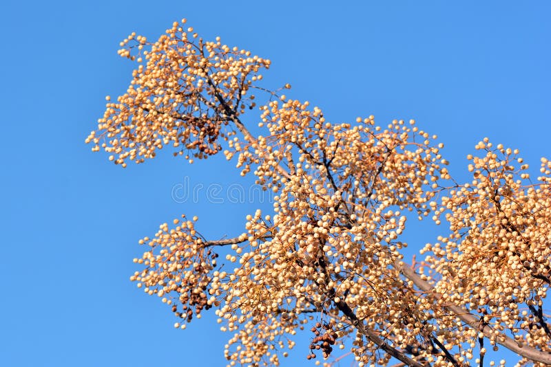 Fruits on the branches of the paradise tree in winter, melia azedarach. Fruits on the branches of the paradise tree in winter, melia azedarach