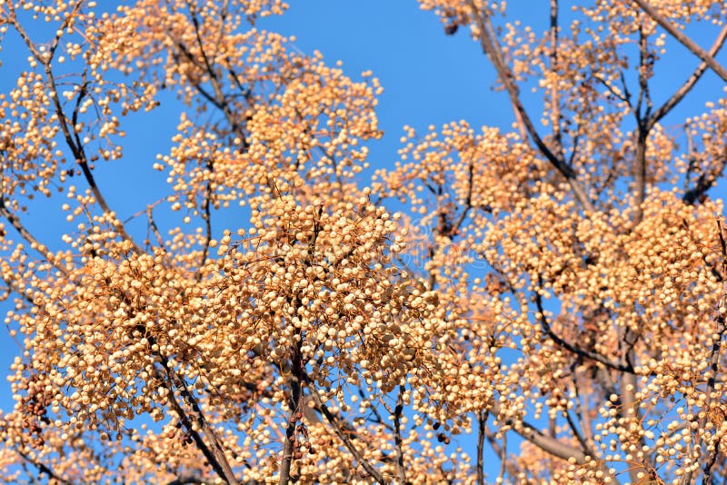 Fruits on the branches of the paradise tree in winter, melia azedarach. Fruits on the branches of the paradise tree in winter, melia azedarach