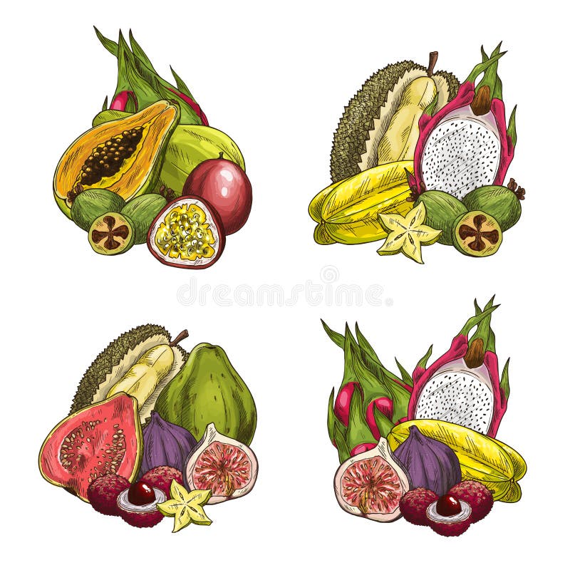 Exotic tropical fruits icons. Vector set of papaya, feijoa or passionfruit, durian and fig, lychee or guava and carambola starfruit, tamarillo or granadilla and dragon fruit or mango for fruit market. Exotic tropical fruits icons. Vector set of papaya, feijoa or passionfruit, durian and fig, lychee or guava and carambola starfruit, tamarillo or granadilla and dragon fruit or mango for fruit market