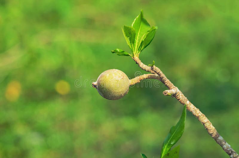 Frutta americana di Genipa sull'albero di Jenipapeiro fotografie stock libere da diritti Frutta americana di Genipa sull'albero di Jenipapeiro fotografie stock libere da diritti