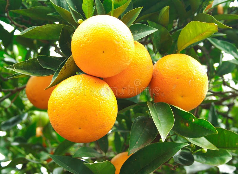 Frutta arancione su un albero