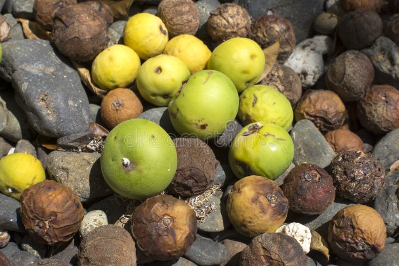 Frutta caduta dell'albero micidiale del manchineel immagini stock Frutta caduta dell'albero micidiale del manchineel immagini stock
