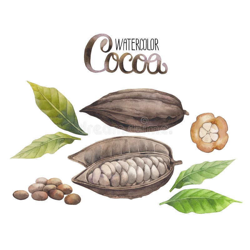 Frutta del cacao dell'acquerello illustrazione vettoriale Frutta del cacao dell'acquerello illustrazione vettoriale