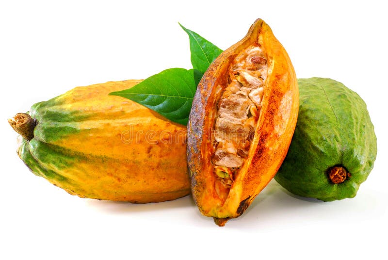 Frutta del cacao isolata su bianco fotografie stock Frutta del cacao isolata su bianco fotografie stock