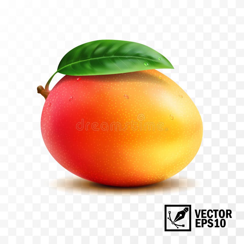 Frutta del mango con la foglia sulla maniglia, 3D vettore isolato realistico, maglia fatta a mano editabile royalty illustrazione gratis Frutta del mango con la foglia sulla maniglia, 3D vettore isolato realistico, maglia fatta a mano editabile royalty illustrazione gratis