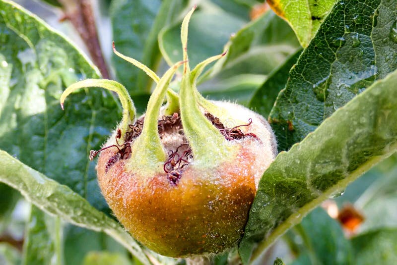 Frutta del mespilus germanica comune della nespola fotografia stock Frutta del mespilus germanica comune della nespola fotografia stock