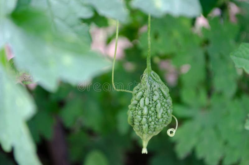 Frutta del momordica charantia che cresce fra le foglie fotografie stock libere da diritti Frutta del momordica charantia che cresce fra le foglie fotografie stock libere da diritti