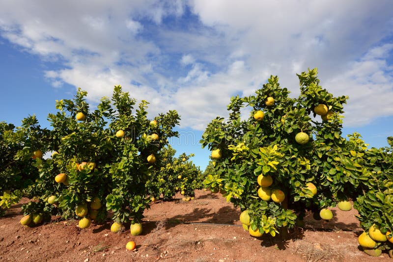 Frutta Del Pomelo Sull'albero Immagine Stock Immagine di squisito