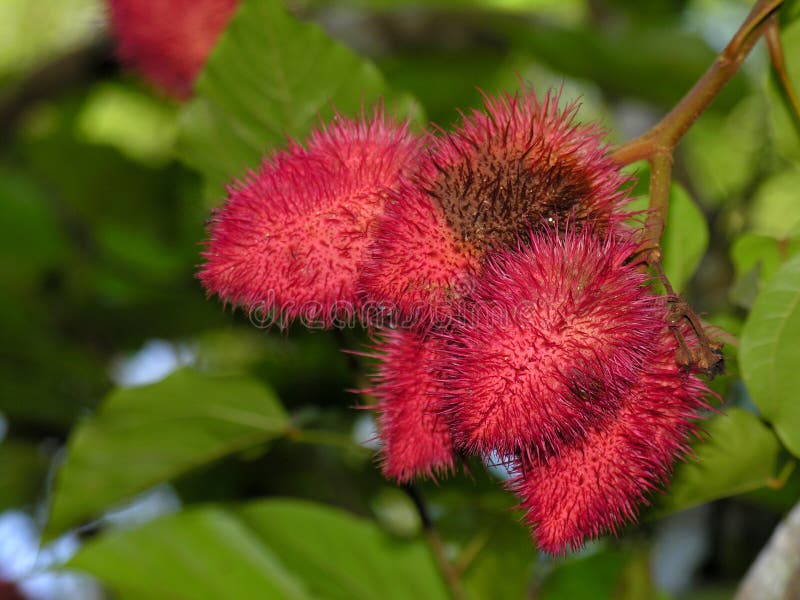 Rambutan, frutti tropicali esotici fotografia stock
