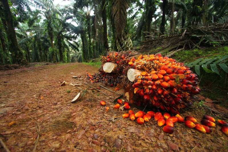 Frutta dell'olio di palma in piantagione