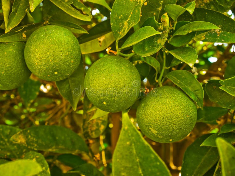 Frutta della calce su un albero fotografia stock libera da diritti Frutta della calce su un albero fotografia stock libera da diritti