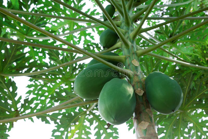 Frutta della papaia sull'albero fotografia stock libera da diritti Frutta della papaia sull'albero fotografia stock libera da diritti