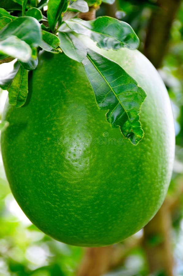 Frutta della zucca a fiaschetta su un albero fotografia stock libera da diritti Frutta della zucca a fiaschetta su un albero fotografia stock libera da diritti
