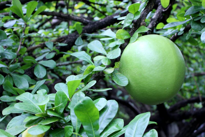 frutta della zucca a fiaschetta sull'albero di zucca a fiaschetta immagine stock frutta della zucca a fiaschetta sull'albero di zucca a fiaschetta immagine stock
