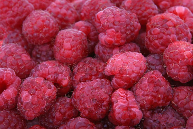 Frutta di bacca rossa fresca immagini stock Frutta di bacca rossa fresca immagini stock