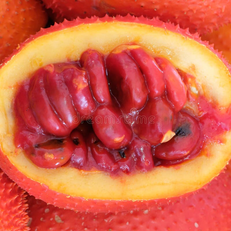Frutta di Gac, giaca del bambino, zucca amara coperta di spine, Grourd dolce immagine stock Frutta di Gac, giaca del bambino, zucca amara coperta di spine, Grourd dolce immagine stock