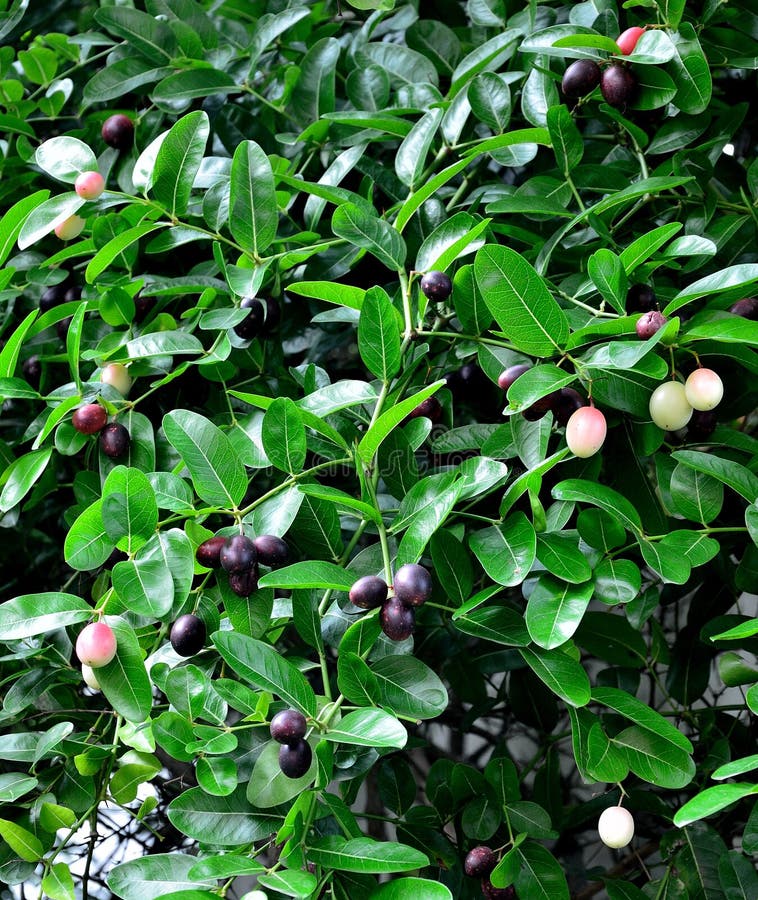 Frutta di Karanda in Tailandia