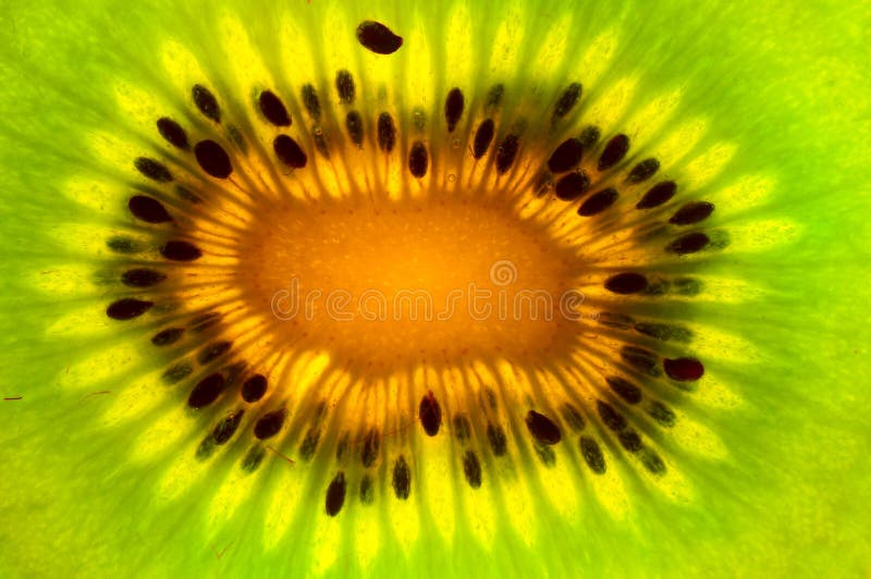 Frutta di Kiwi immagine stock Frutta di Kiwi immagine stock