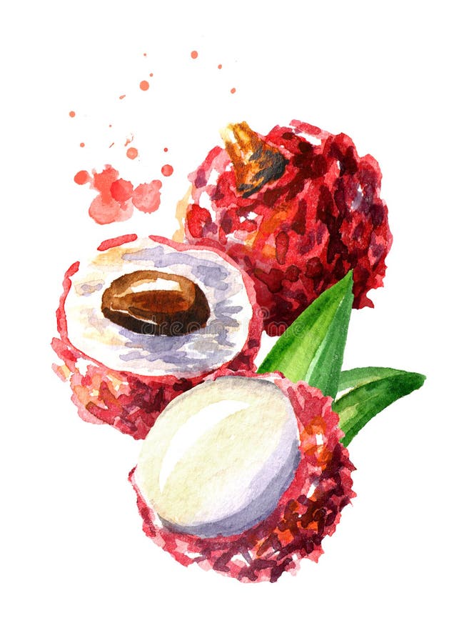 Frutta di Lychee Illustrazione disegnata a mano dell'acquerello isolata su fondo bianco royalty illustrazione gratis Frutta di Lychee Illustrazione disegnata a mano dell'acquerello isolata su fondo bianco royalty illustrazione gratis