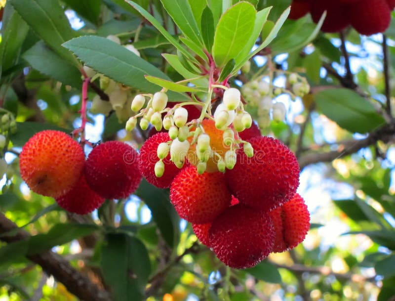 Frutta e fiori del corniolo di Kousa immagini stock libere da diritti