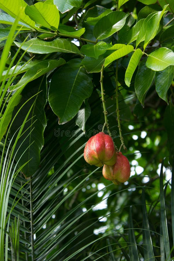 Frutta esotica e pericolosa dell'AKEE (blighia sapida) fotografia stock libera da diritti Frutta esotica e pericolosa dell'AKEE (blighia sapida) fotografia stock libera da diritti