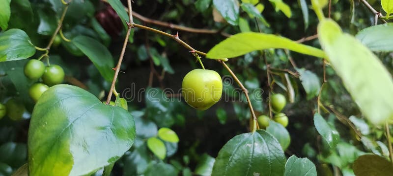Frutta Fresca dall'Albero di Bidara immagine stock