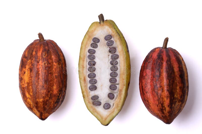 Frutta fresca del cacao con i fagioli fotografia stock Frutta fresca del cacao con i fagioli fotografia stock