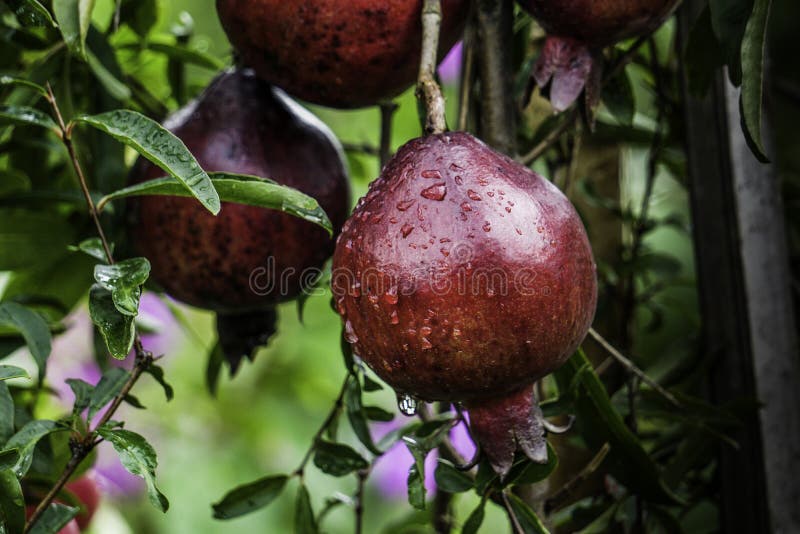 Frutta variopinta matura del melograno sulla filiale di albero Il fogliame sui precedenti, con goccia di pioggia immagini stock Frutta variopinta matura del melograno sulla filiale di albero Il fogliame sui precedenti, con goccia di pioggia immagini stock