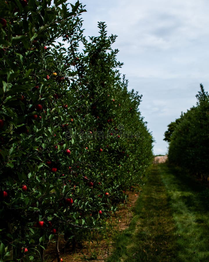 Frutteto vibrante contenente abbondanti file di mele rosse mature appese agli alberi di palude immagini stock