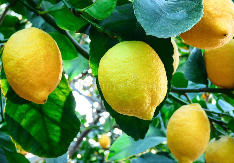 Frutti del limone sull'albero nel giardino fotografie stock libere da diritti Frutti del limone sull'albero nel giardino fotografie stock libere da diritti