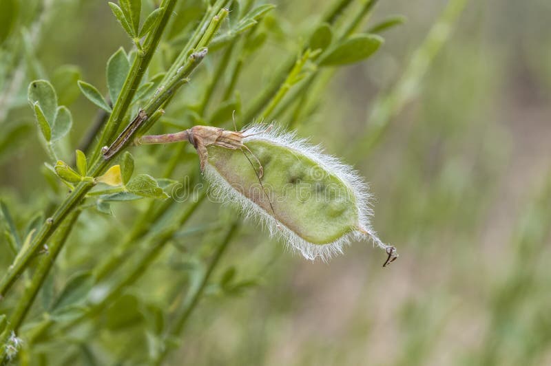 Frutti della ginestra comune, cytisus scoparius immagini stock libere da diritti Frutti della ginestra comune, cytisus scoparius immagini stock libere da diritti