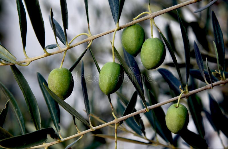 Frutti delle olive che appendono sul ramo immagini stock Frutti delle olive che appendono sul ramo immagini stock