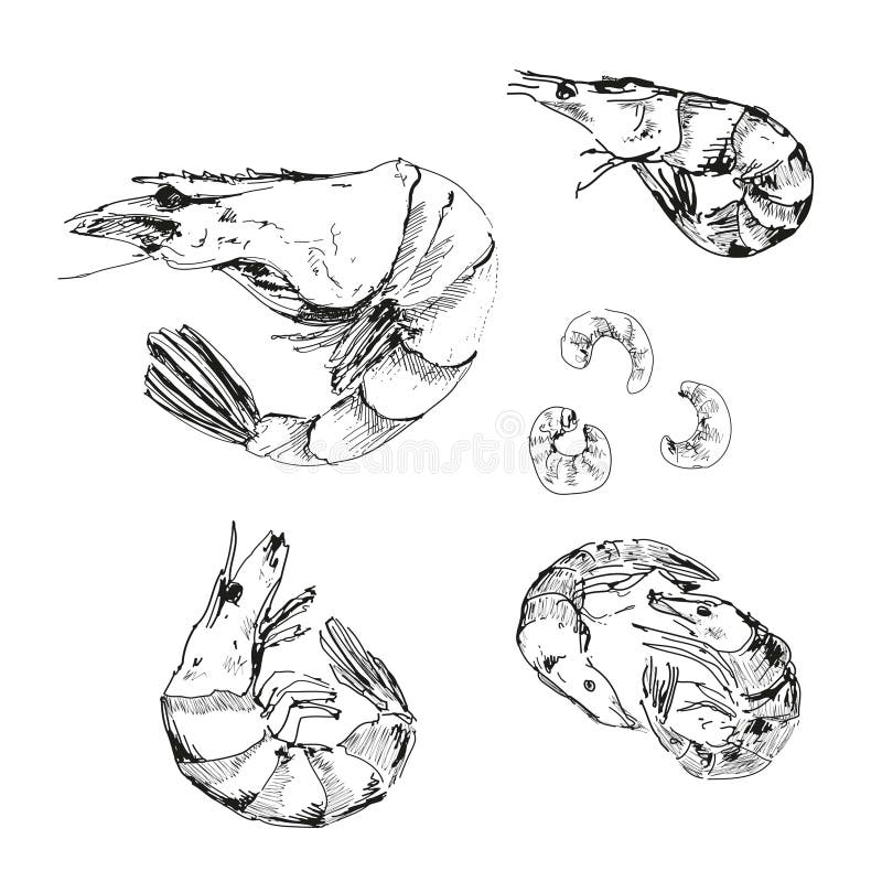 Frutti di mare. Gamberetti. royalty illustrazione gratis Frutti di mare. Gamberetti. royalty illustrazione gratis