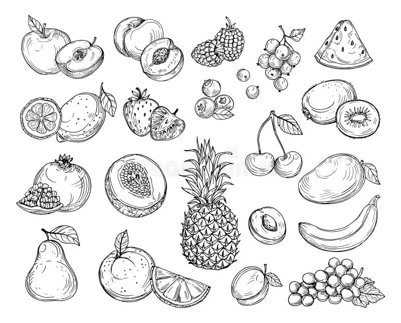 Frutti di schizzo Melone della fragola, mango della pesca Ananas della banana, insieme disegnato a mano di vettore della bacca de