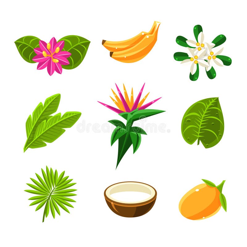 Frutti e Flora Set Of Icons esotici tropicali royalty illustrazione gratis Frutti e Flora Set Of Icons esotici tropicali royalty illustrazione gratis