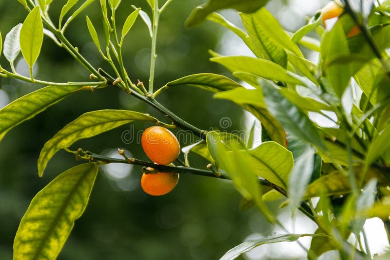 Frutti e fogliame maturi fortunella margarita citrus margarita del kumquat di Nagami o di kumquat ovale o fotografie stock libere da diritti Frutti e fogliame maturi fortunella margarita citrus margarita del kumquat di Nagami o di kumquat ovale o fotografie stock libere da diritti
