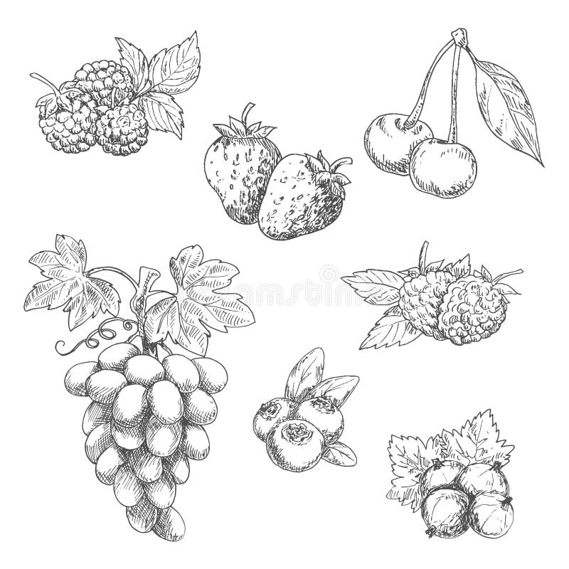 Frutti freschi saporiti del giardino con gli schizzi delle foglie illustrazione di stock
