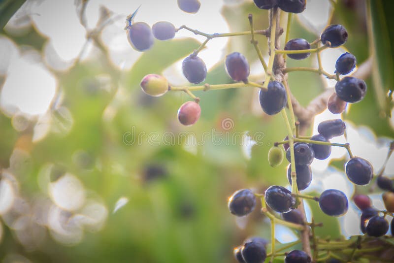 Frutti porpora organici di syzygium cumini sull'albero Syzygium cumini, immagine stock Frutti porpora organici di syzygium cumini sull'albero Syzygium cumini, immagine stock