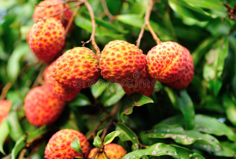 Frutti rossi del litchi all'albero immagine stock libera da diritti Frutti rossi del litchi all'albero immagine stock libera da diritti