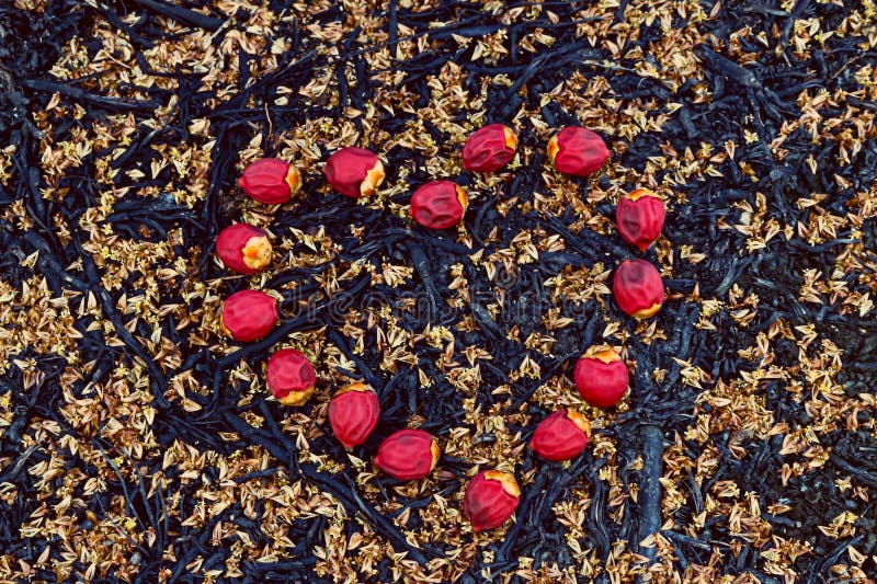 Frutti rossi del rossetto nella forma del cuore fotografie stock libere da diritti Frutti rossi del rossetto nella forma del cuore fotografie stock libere da diritti