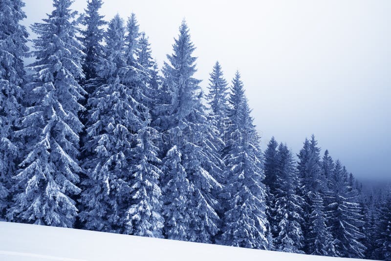 Fryst snö-täckt prydlig skog i dimma och snöig lutning på vintern tonat royaltyfri bild Fryst snö-täckt prydlig skog i dimma och snöig lutning på vintern tonat royaltyfri bild