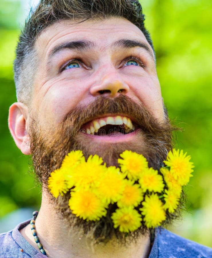 Fryzjera męskiego pojęcie Brodaty mężczyzna z dandelion kwitnie w brodzie, zakończenie up Mężczyzna z brodą i wąsy na szczęśliwej zdjęcia royalty free Fryzjera męskiego pojęcie Brodaty mężczyzna z dandelion kwitnie w brodzie, zakończenie up Mężczyzna z brodą i wąsy na szczęśliwej zdjęcia royalty free
